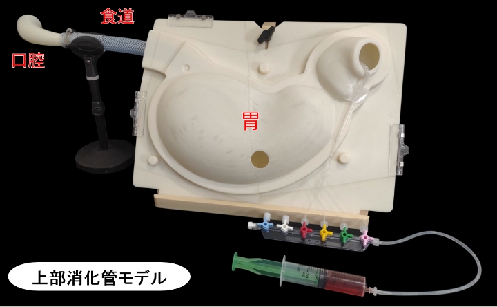 上部消化管モデルのセッティング、構造の画像