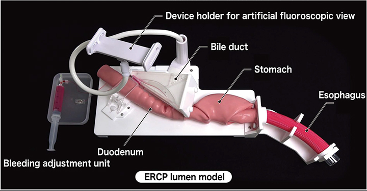 Image of the setting and structure of the ERCP/EST model
